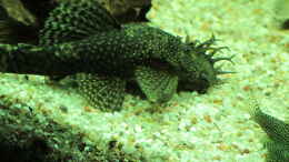aquarium-von-sebasco-becken-31934_Antennenwels Männchen 