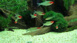 aquarium-von-sebasco-becken-31934_Rotkopfsalmler mit Prachtfärbung