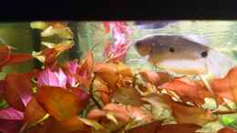 aquarium-von-frank-s-asien-mit-panzerwels_großer Fadenfisch