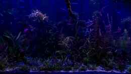 aquarium-von-betta-chris-039-amazonas-scape039-_Moonlight 19.10.15