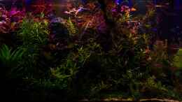 aquarium-von-betta-chris-039-amazonas-scape039-_Sonnenuntergang 15.10.15