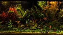 aquarium-von-betta-chris-039-amazonas-scape039-_Sonnenaufgang