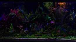 aquarium-von-betta-chris-039-amazonas-scape039-_Nightlife