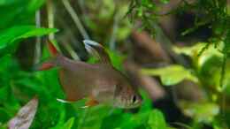 aquarium-von-betta-chris-039-amazonas-scape039-_Hyphessobrycon rosaceus white fin  III