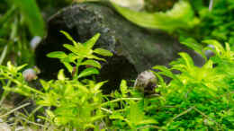 aquarium-von-betta-chris-039-amazonas-scape039-_Melanoides tuberculata @ work