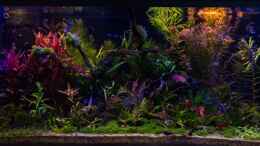 aquarium-von-betta-chris-039-amazonas-scape039-_Sonnenuntergang