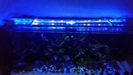aquarium-von-betta-chris-039-amazonas-scape039-_DIY - Mondlicht Leiste ... noch ohne Abdeckung