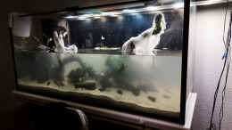 aquarium-von-betta-chris-039-amazonas-scape039-_Langsam wird es wieder voll... sehr langsam...