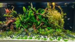 aquarium-von-betta-chris-039-amazonas-scape039-_01.07.15 Fazit - wächst ;)