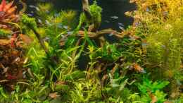 aquarium-von-betta-chris-039-amazonas-scape039-_Frontansicht 22.07.15 Das Loch, dass die Echinodorus hinterl