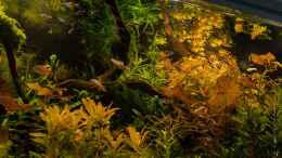 aquarium-von-betta-chris-039-amazonas-scape039-_Spieglein Spieglein... an der Oberfläche :D 24.08.15