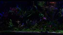 aquarium-von-betta-chris-039-amazonas-scape039-_(fast) Mondlicht 