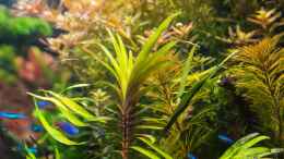 Aquarium einrichten mit Eichhornia azurea (rotstängelige Form) 03.08.15