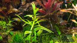 Aquarium einrichten mit Eichhornia diversifolia 03.08.15