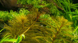 Aquarium einrichten mit Myriophyllum aquaticum roraima  22.07.15