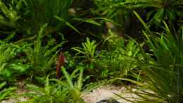 aquarium-von-betta-chris-039-amazonas-scape039-_Neocaridina heteropoda var. red II