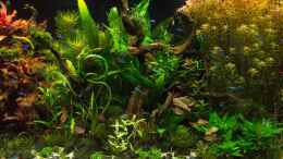 aquarium-von-betta-chris-039-amazonas-scape039-_16.07.15 - die Pogostemon erectus zeigt sich langsam so rich