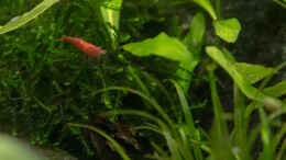 aquarium-von-betta-chris-039-amazonas-scape039-_Neocaridina heteropoda var. red