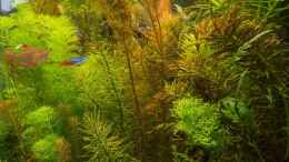 aquarium-von-betta-chris-039-amazonas-scape039-_Indian Summer 30.10.15