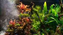 aquarium-von-betta-chris-039-amazonas-scape039-_DIY - Star  --> Elektrolyse gegen Keime und Algensporen