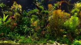 aquarium-von-betta-chris-039-amazonas-scape039-_Totale 25.10.15
