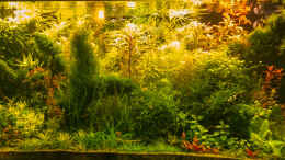 aquarium-von-betta-chris-039-amazonas-scape039-_Es wird langsam... Manche pflanzen brauchen noch was... 