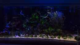 aquarium-von-betta-chris-039-amazonas-scape039-_Beginn Sonnenaufgang