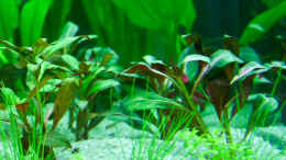 Aquarium einrichten mit Ludwigia Glandulosa