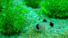 aquarium-von-phil-cave-diskus-amazonas-nur-noch-als-beispiel_Corydoras panda