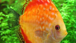 aquarium-von-phil-cave-diskus-amazonas-nur-noch-als-beispiel_Diskus Pigeon Blood Rot 8 cm