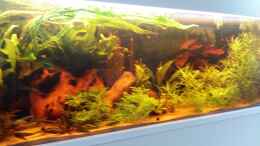 aquarium-von-hans-walter-bandt-becken-32000_Pflanzen wachsen stark
