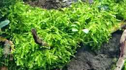 Foto mit Vesicularia ferriei Moos 