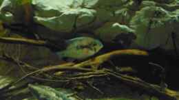 aquarium-von-markaroni-bachlauf-riparium_Mikrogeophagus altispinosus Zweifleck WF