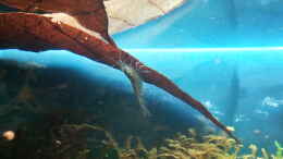 aquarium-von-kaddi-garnelen-becken-gibt-es-nicht-mehr_Amano an Seemandelbaumblatt