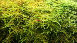 aquarium-von-kaddi-garnelen-becken-gibt-es-nicht-mehr_Red Fire