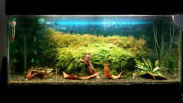 aquarium-von-kaddi-garnelen-becken-gibt-es-nicht-mehr_96 l Garnelen Becken