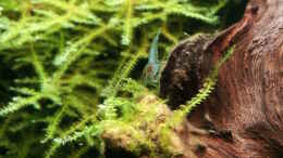 aquarium-von-kaddi-garnelen-becken-gibt-es-nicht-mehr_Blue Jelly