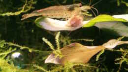 aquarium-von-kaddi-garnelen-becken-gibt-es-nicht-mehr_eine meiner ersten Amanos