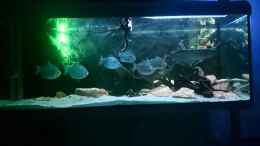 aquarium-von-phillip-militzer-arowana_575 Liter Amazonas