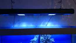 aquarium-von-wiege-newhomefordoc_Lampe montiert