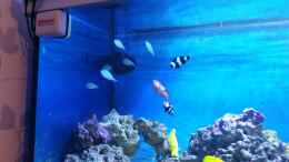 Aquarium einrichten mit Schwalbenschwänzchen 