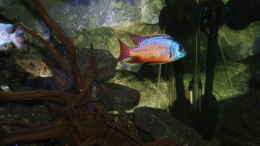 aquarium-von-tobias-summerer-malawis-playground_Protomelas taeniolatus red empress Namalenje