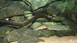 aquarium-von-tobias-summerer-malawis-playground_Synodontis Multipunktatus