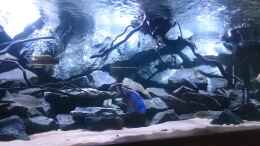 Aquarium einrichten mit Copadichromis Azureus