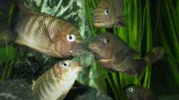 aquarium-von-elsiman-elsis-trophochromistank_Fütterung