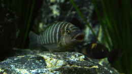 Aquarium einrichten mit Petrochromis famula ndole