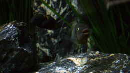 Aquarium einrichten mit Petrochromis famula ndole