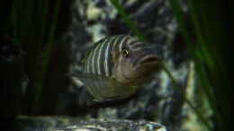 aquarium-von-elsiman-elsis-trophochromistank_Petrochromis famula ndole