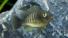 Foto mit Petrochromis famula ndole, Jungtier