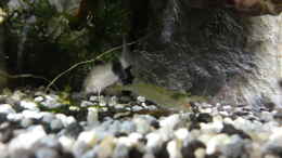 aquarium-von-mengber-garnelen-lastiges-gesellschaftsbecken-in-lido120_Die friedlichen Pandas vertragen sich bestens mit den Amano-